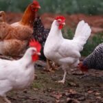 Activan un cerco epidemiológio tras detectar un caso de influenza aviar en Ecuador