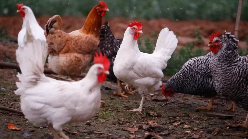 Activan un cerco epidemiológio tras detectar un caso de influenza aviar en Ecuador