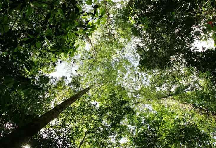 Científicos reclaman detener las deforestación de los bosques tropicales