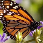Empieza la llegada de mariposa monarca a México para su periodo de hibernación