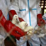 Guatemala declara alerta por influenza aviar detectada en México y Colombia