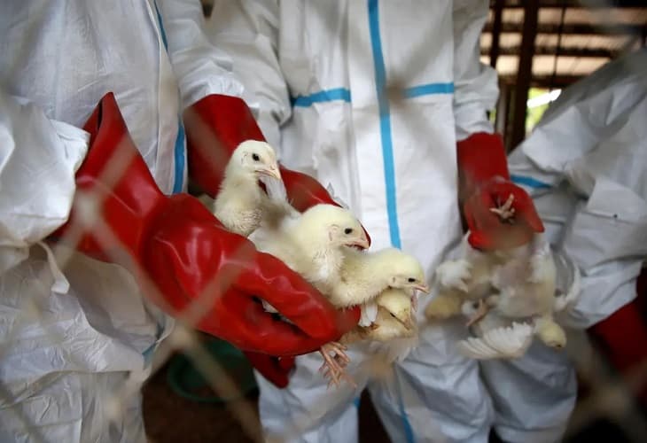 Guatemala declara alerta por influenza aviar detectada en México y Colombia