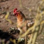 La OMS confirma los dos primeros casos de gripe aviar en humanos en España