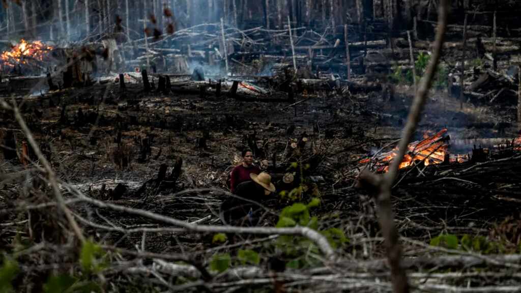 La deforestación arrasa al año una superficie superior al tamaño de Portugal