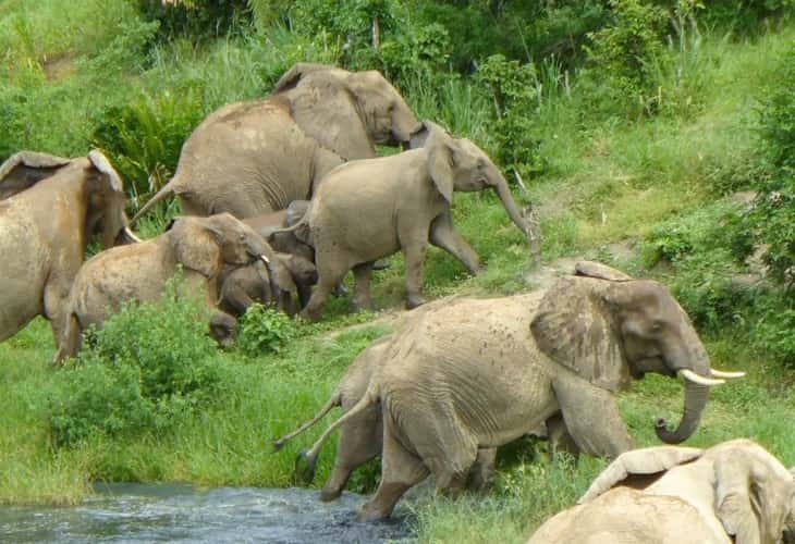 La sequía mata en Kenia a 1.235 animales salvajes, incluidos 205 elefantes