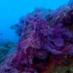 La vida submarina coloniza los espacios invadidos por la lava en La Palma