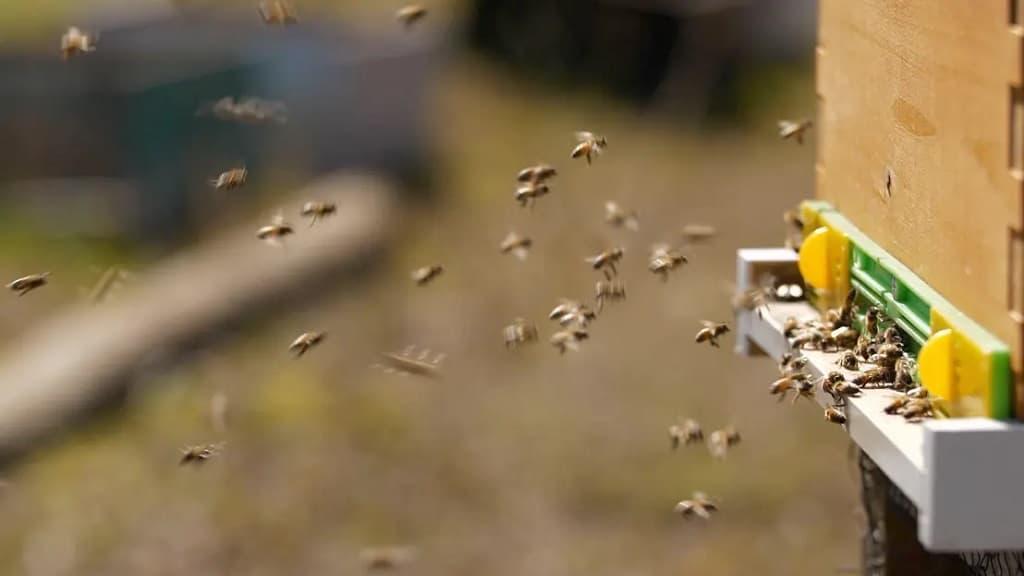 Las abejas que salvarán el planeta hacen la miel más pura en la Isla de Pascua