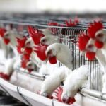 México detecta 296.000 aves con influenza y aplica medidas contraepidémicas