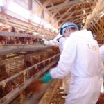 Ordenan sacrificar a un millón de pollos en centro de Japón por gripe aviar