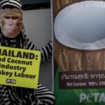 Peta denuncia que los monos son explotados para recolectar cocos en Tailandia