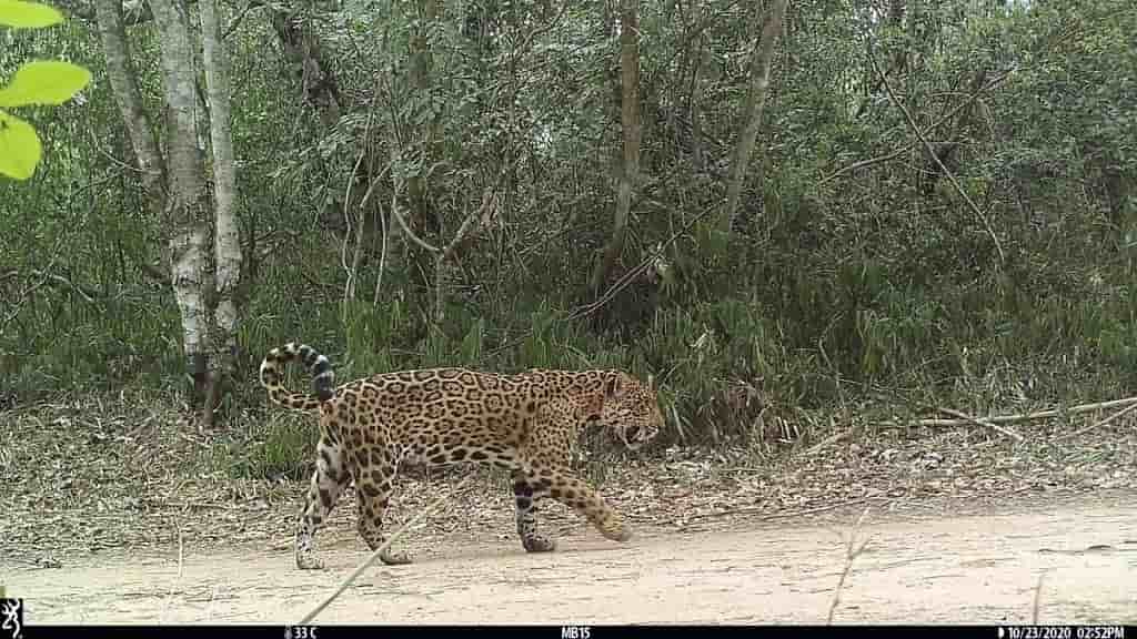 Piden proteger un parque en Paraguay que acoge al jaguar y otras especies