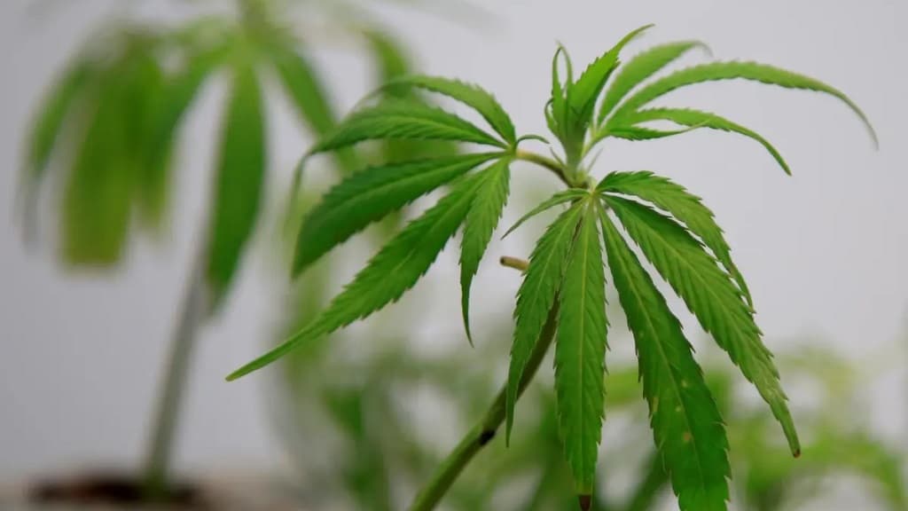 Productores colombianos urgen la regulación para el uso del cannabis en adultos