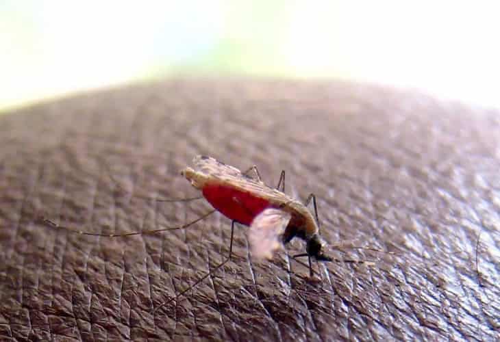 Un mosquito invasor de Asia propaga la malaria en África