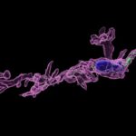 Una dieta materna alta en grasas no afecta igual al cerebro de hijos e hijas