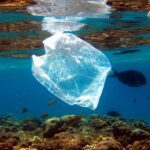 WWF - siete de cada 10 personas apoyan la lucha contra contaminación con plásticos