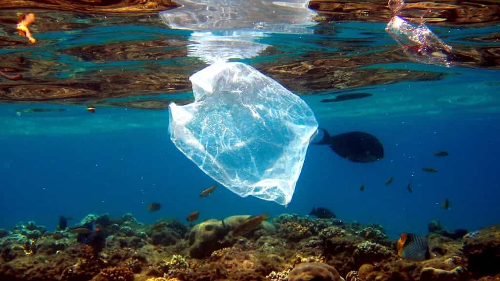 WWF - siete de cada 10 personas apoyan la lucha contra contaminación con plásticos