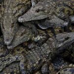 Zimbabue indemnizará a las víctimas de ataques de animales salvajes