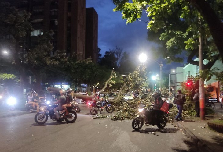 Un enorme árbol cayó en la mitad de la Avenida Colombia, en Medellín