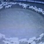 EXPLICACIÓN: OVEJAS CAMINANDO EN CIRCULOS