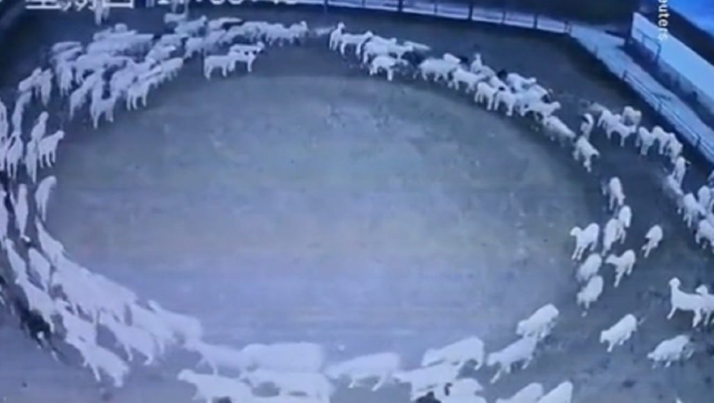 EXPLICACIÓN: OVEJAS CAMINANDO EN CIRCULOS