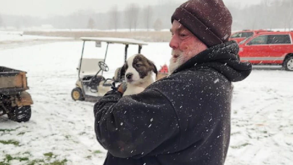 53 perritos en adopción SOBREVIVEN a un accidente aéreo en Wisconsin