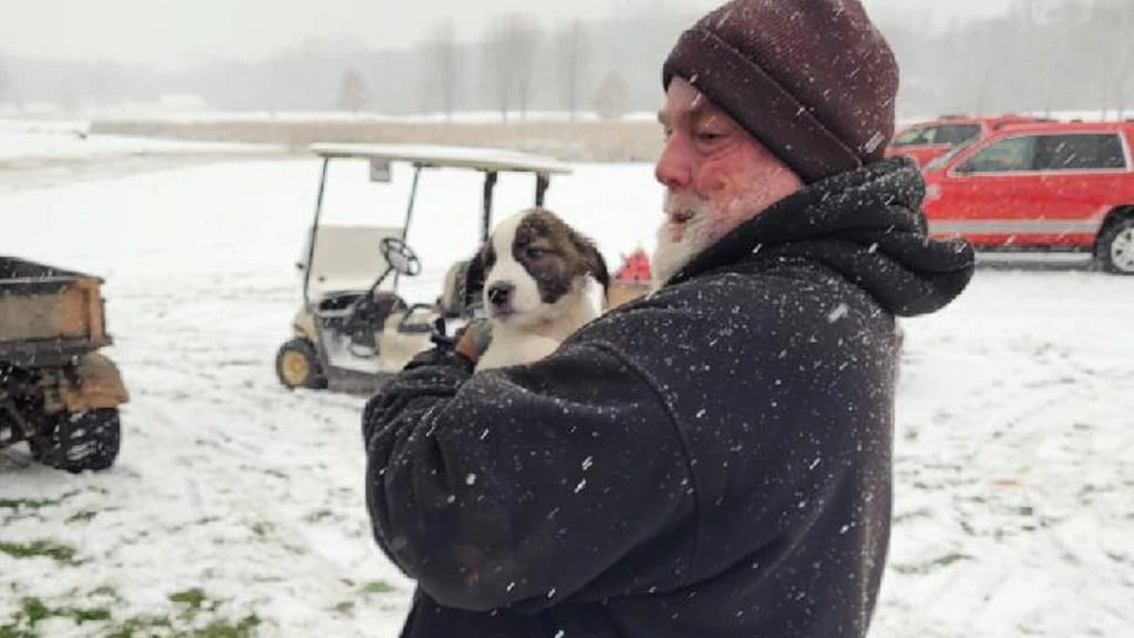 PERROS sobreviven accidente aéreo en Waukesha_ Wisconsin