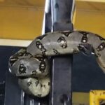 Serpiente en cuarto de máquinas de Hidroituango
