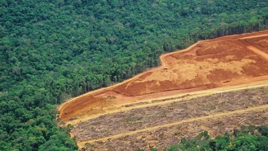 Alemania- Amazonia perdió 9,7 % de su vegetación en los últimos 37 años, según análisis