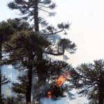 Chile mantiene la alerta roja por ocho incendios forestales en la zona central
