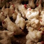 Contenido un nuevo caso de gripe aviar en Ecuador