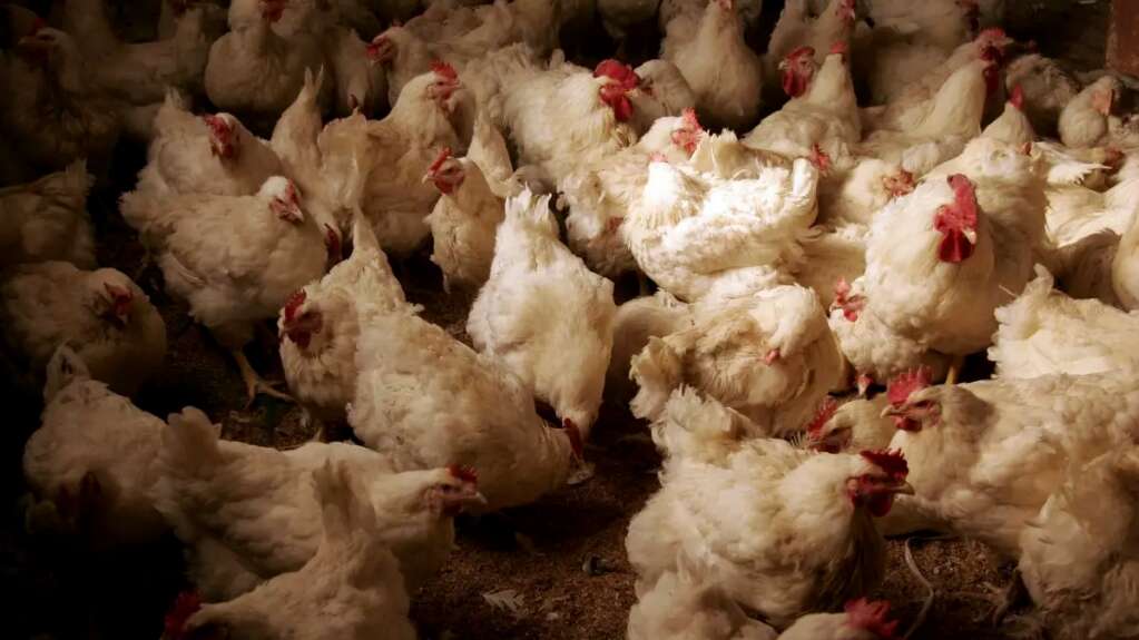 Contenido un nuevo caso de gripe aviar en Ecuador
