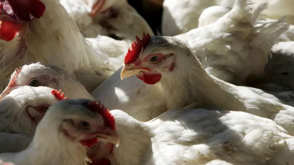 Declaran emergencia zoosanitaria por un brote de influenza aviar en Ecuador