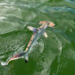 Descubren una nueva “guardería” de tiburones martillo en las Islas Galápagos