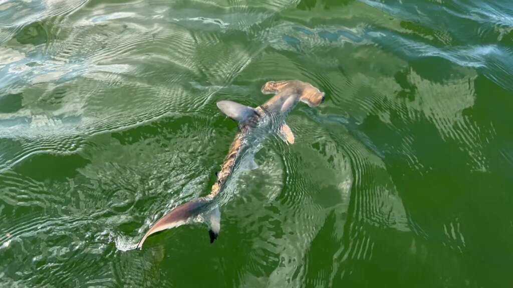Descubren una nueva “guardería” de tiburones martillo en las Islas Galápagos