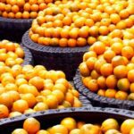 Estiman descenso del 29 % en cosecha de naranjas en Florida por huracanes