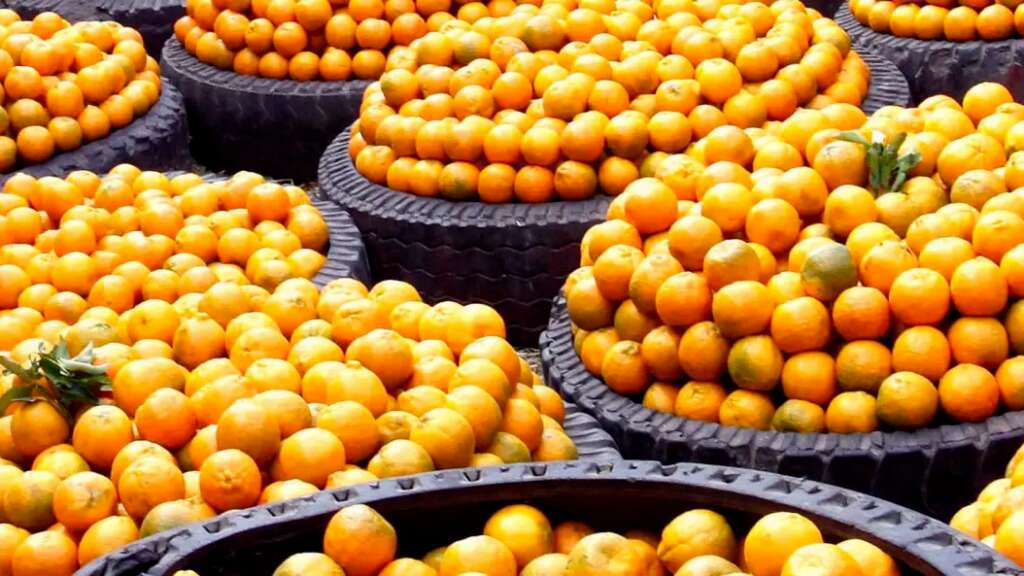 Estiman descenso del 29 % en cosecha de naranjas en Florida por huracanes