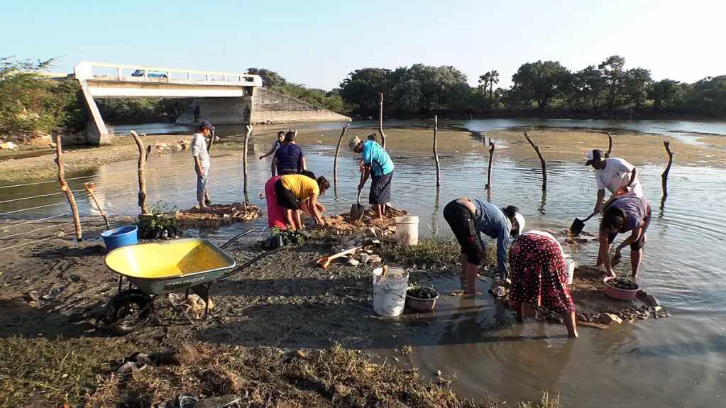 Indígenas ikoots reforestan mangle en sur de México y se reconectan con naturaleza