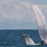 La población de ballenas en Brasil vuelve a los niveles anteriores a la caza