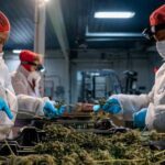 La primera cosecha de marihuana de Nueva York ya está lista para ser vendida