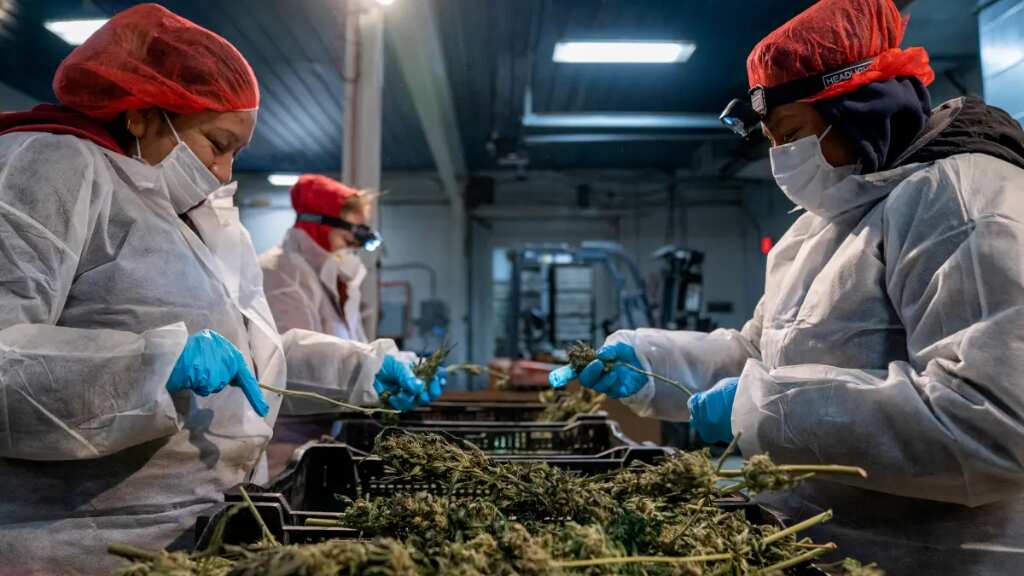 La primera cosecha de marihuana de Nueva York ya está lista para ser vendida