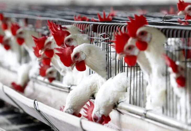 Más de 180.000 aves sacrificadas en Ecuador para frenar el brote de gripe aviar