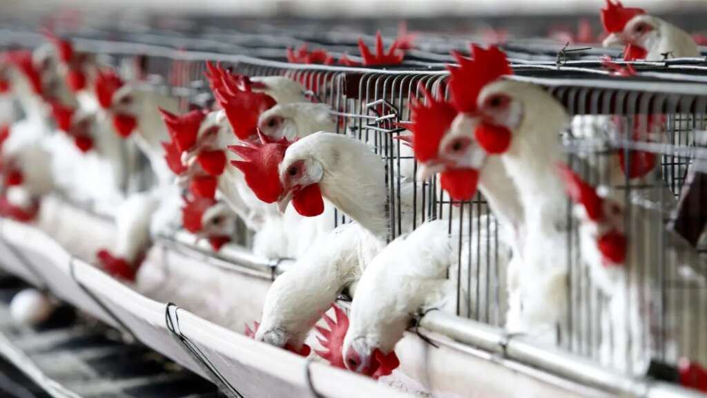 Más de 180.000 aves sacrificadas en Ecuador para frenar el brote de gripe aviar