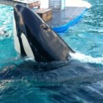 Piden que la orca Lolita sea devuelta a su casa en la costa norte de EEuu