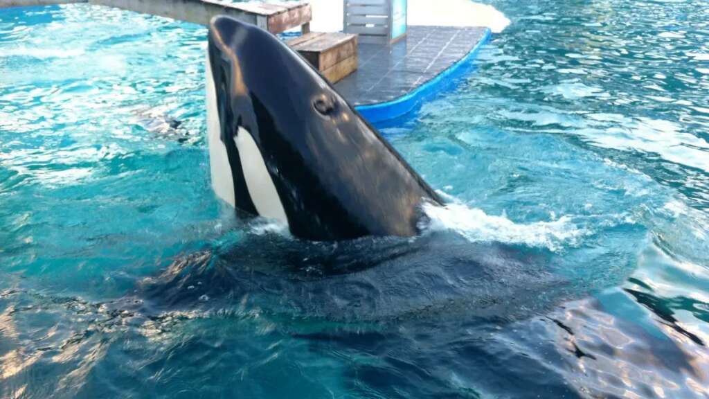 Piden que la orca Lolita sea devuelta a su casa en la costa norte de EEuu