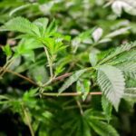 Primera tienda legal de marihuana abrirá en Nueva York el 29 de diciembre