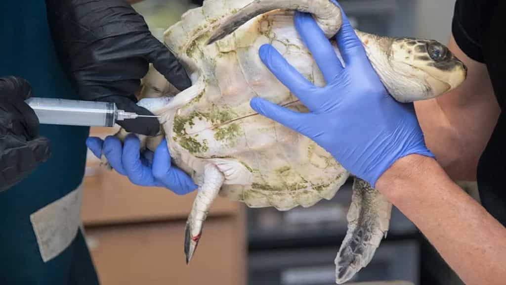 Tortugas de la especie más amenazada se recuperan en Florida de ola de frío