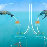 Un estudio destaca el potencial de las ballenas contra el calentamiento global