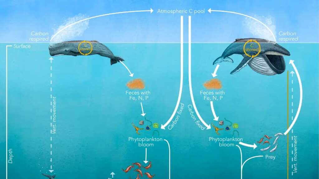 Un estudio destaca el potencial de las ballenas contra el calentamiento global