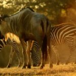 Un estudio sitúa el origen de la sabana en la debilidad de árboles tropicales