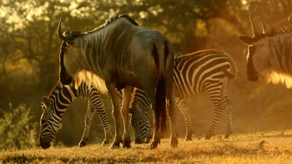 Un estudio sitúa el origen de la sabana en la debilidad de árboles tropicales